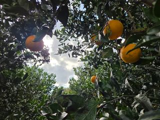 산방자연농원님의 귤 · 영농일지 작성글 사진