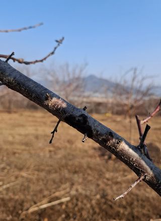 철남 김희곤님의 사과 · 영농일지 작성글 사진