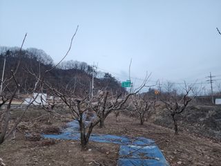 대운농원님의 기타작물 · 영농일지 작성글 사진