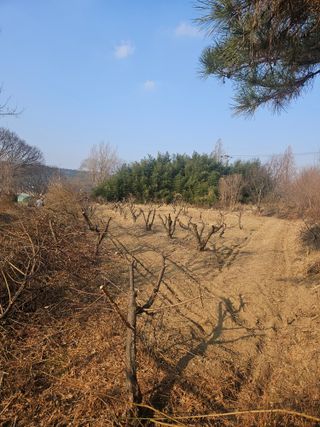 황강섭(낭산선인)님의 기타작물 · 영농일지 작성글 사진