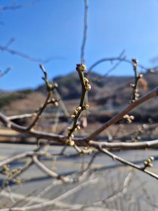 매실향기차향기님의 작성글 사진