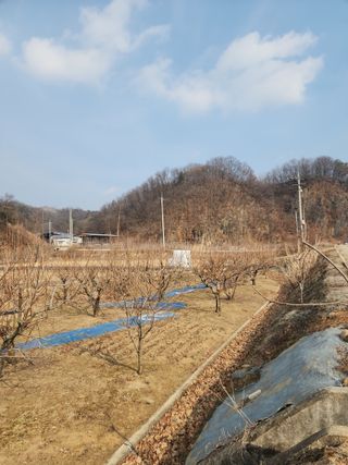 대운농원님의 기타작물 · 영농일지 작성글 사진