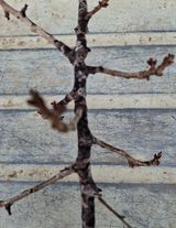 팜모닝 사과·영농일지 게시글 이미지