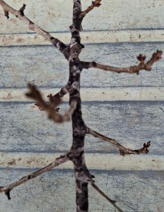 철남 김희곤님의 사과 · 영농일지 작성글 사진