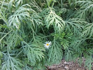 조희후 님의 기타작물 · 영농일지 작성글 사진