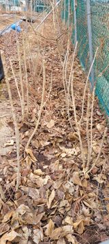 팜모닝 기타작물·영농일지 게시글 이미지