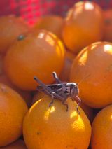 산방자연농원님의 작성글 사진