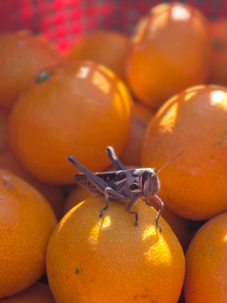 산방자연농원님의 귤 · 영농일지 작성글 사진