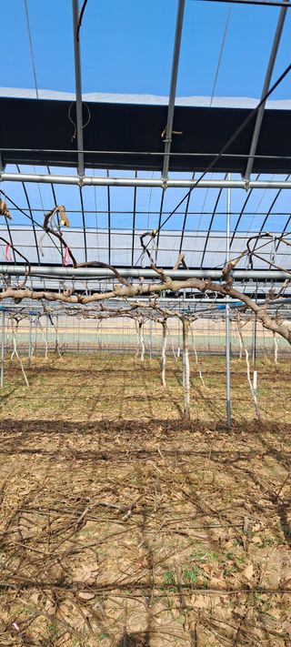 알 수 없음님의 기타작물 · 영농일지 작성글 사진