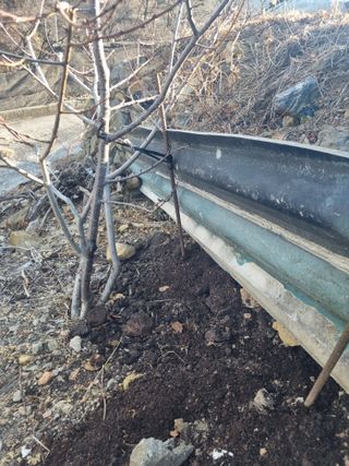 김용대님의 복숭아 · 영농일지 작성글 사진