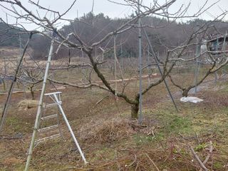 별빛농장지기님의 복숭아 · 영농일지 작성글 사진