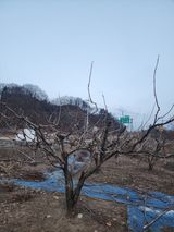 팜모닝 기타작물·영농일지 게시글 이미지