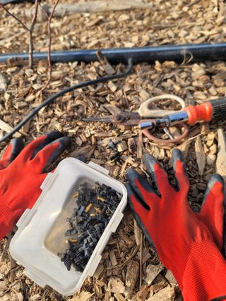 박치문님의 블루베리 · 영농일지 작성글 사진