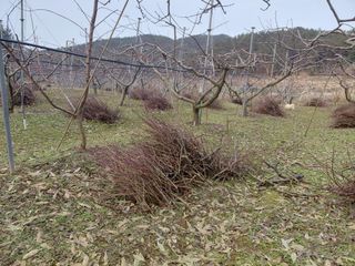 별빛농장지기님의 복숭아 · 영농일지 작성글 사진
