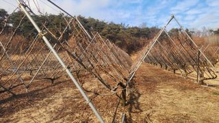 김준한님의 자두 · 영농일지 작성글 사진