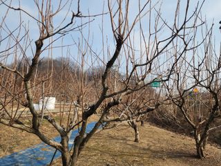 대운농원님의 기타작물 · 영농일지 작성글 사진