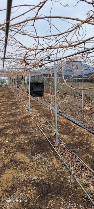 조상연님의 기타작물 · 영농일지 작성글 사진