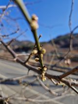 매실향기차향기님의 작성글 사진