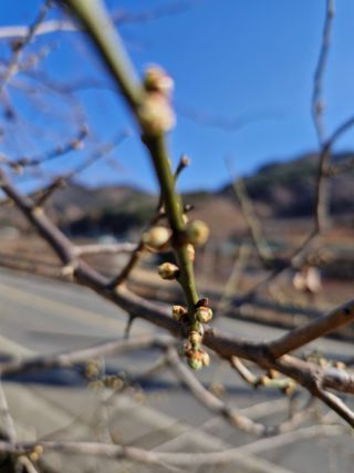 매실향기차향기님의 매실 · 영농일지 작성글 사진