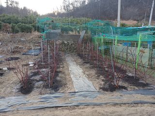 최정윤님의 딸기 · 영농일지 작성글 사진