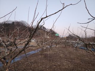 대운농원님의 기타작물 · 영농일지 작성글 사진