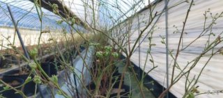 류근택님의 블루베리 · 영농일지 작성글 사진