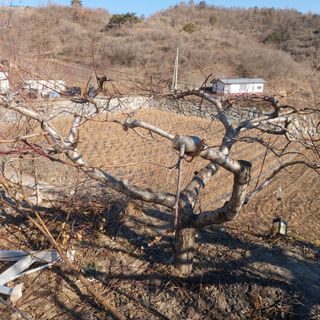 가로수님의 복숭아 · 영농일지 작성글 사진