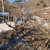 팜모닝 복숭아·영농일지 게시글 이미지