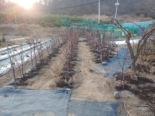 최정윤님의 딸기 · 영농일지 작성글 사진