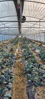 팜모닝 기타작물·영농일지 게시글 이미지