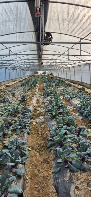 미노님의 기타작물 · 영농일지 작성글 사진