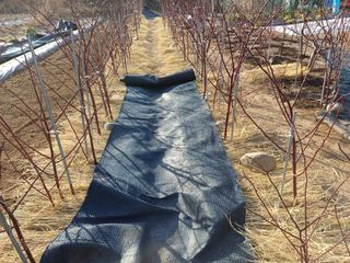 최정윤님의 딸기 · 영농일지 작성글 사진