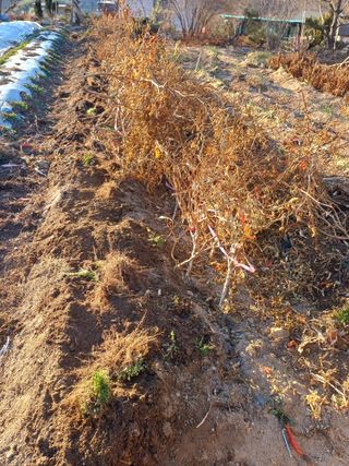 신 난다님의 고추 · 영농일지 작성글 사진