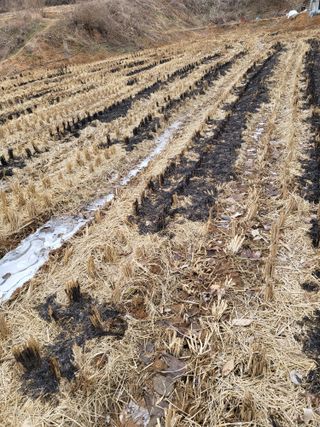 최병우님의 벼 · 영농일지 작성글 사진