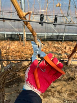 젠틀맨님의 기타작물 · 영농일지 작성글 사진