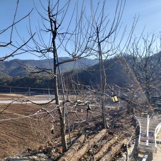 가로수님의 복숭아 · 영농일지 작성글 사진