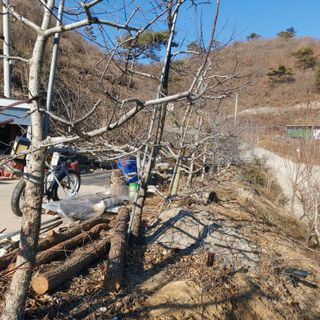 가로수님의 복숭아 · 영농일지 작성글 사진