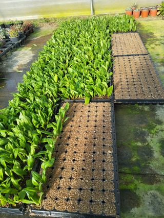 팜모닝회원 김순달 님의 기타작물 · 영농일지 작성글 사진