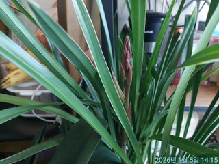 황대헌님의 벼 · 영농일지 작성글 사진