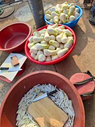 결단이님의 기타작물 · 영농일지 작성글 사진