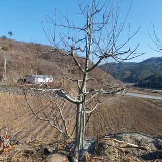 가로수님의 복숭아 · 영농일지 작성글 사진