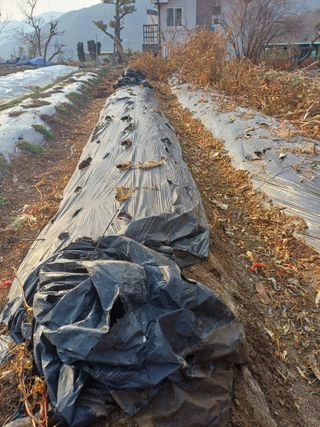 신 난다님의 고추 · 영농일지 작성글 사진