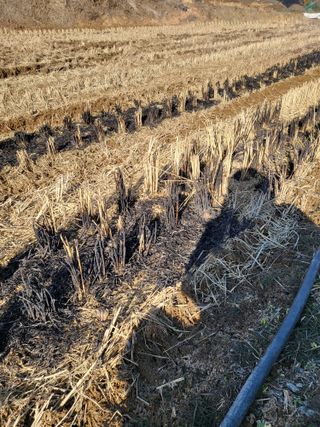 최병우님의 벼 · 영농일지 작성글 사진