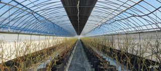 류근택님의 블루베리 · 영농일지 작성글 사진