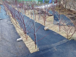 최정윤님의 딸기 · 영농일지 작성글 사진