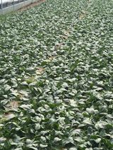 팜모닝 상추·영농일지 게시글 이미지