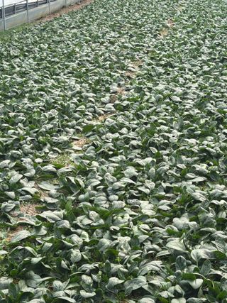 곰근이네흙밭님의 상추 · 영농일지 작성글 사진