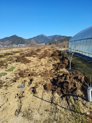 안춘희님의 감 · 영농일지 작성글 사진