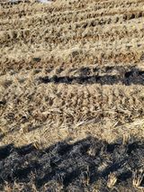 팜모닝 벼·영농일지 게시글 이미지