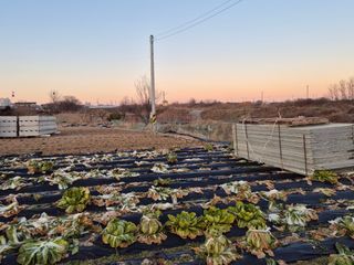 송명식님의 기타작물 · 영농일지 작성글 사진